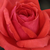 Rdeča - Vrtnice Floribunda - Resolut®